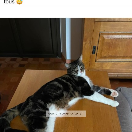 Photo 1/1 Rouletabille croisé Maine Coon Chat perdu à Le Tremblay Sur Mauldre
