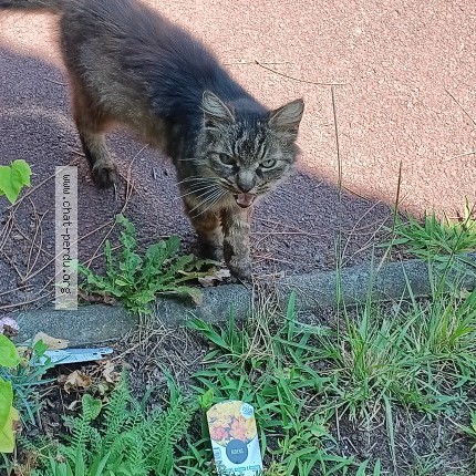 Photo 1/1 Chat trouvé Trouvé à Gujan Mestras