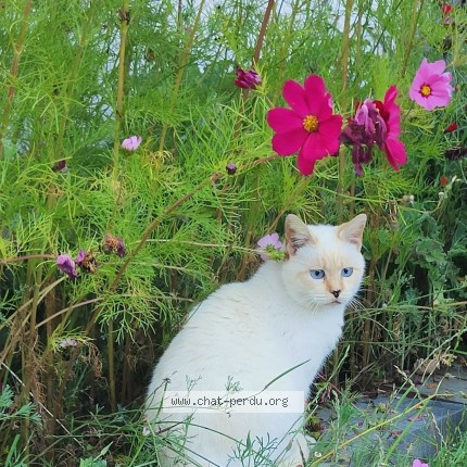 Photo 1/1 Brousaille Chat perdu à Porspoder