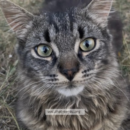 Photo de chat perdu à Chateau Renault
