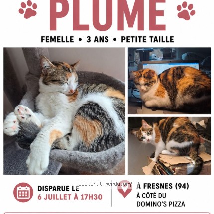 Photo 1/1 plume Chat perdu à Fresnes