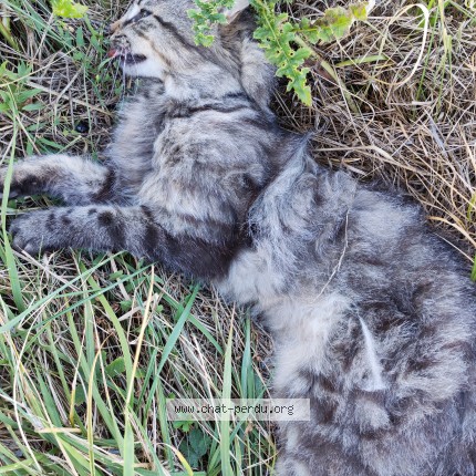 Photo de chat trouvé à Baudriere