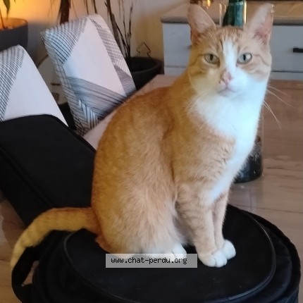 Photo de chat perdu à Saint Nazaire