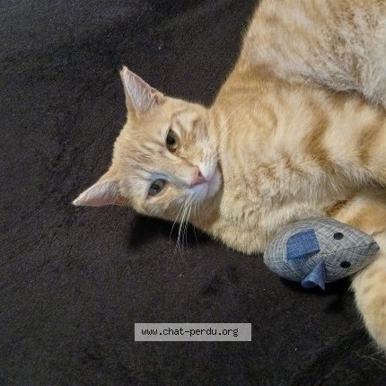Photo de chat perdu à Soulitre
