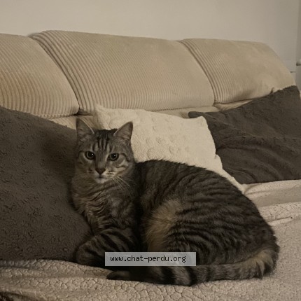 Photo de chat perdu à Antony