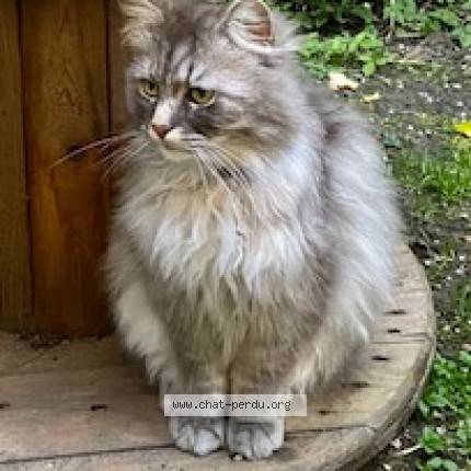 Photo 1/1 Néo Chat perdu à Dunkerque Malo