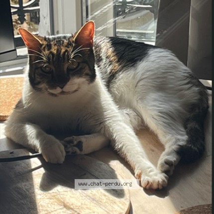 Photo de chat perdu à Bois Colombes
