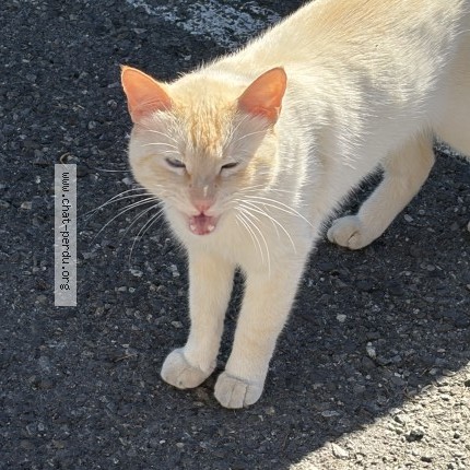 Photo 1/2 Chat trouvé Trouvé à Ambilly