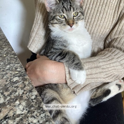 Photo de chat perdu à Luche Pringe
