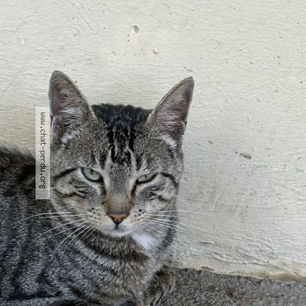 Photo de chat trouvé à Ambilly
