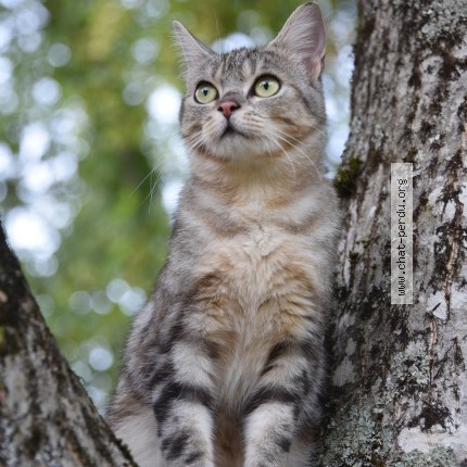 Photo de chat perdu à Chaumot