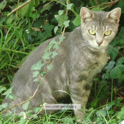 Photo de chat perdu à Courcelles Sous Moyencourt