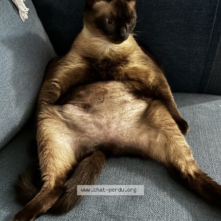 Photo de chat perdu à Cugnaux