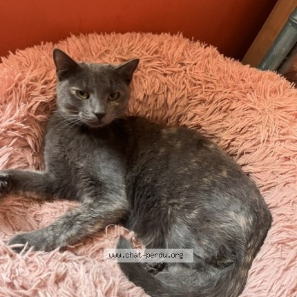 Photo de chat perdu à Merpins