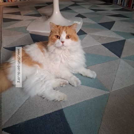 Photo de chat perdu à Talence