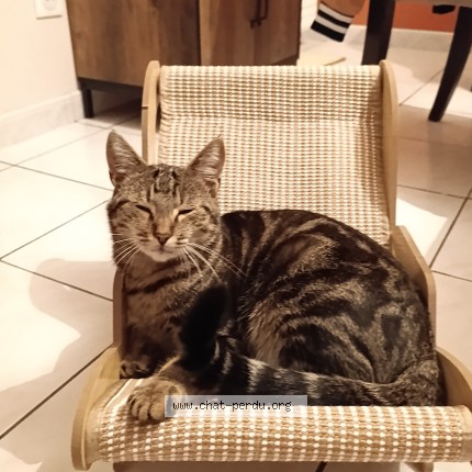 Photo 1/1 Chat retrouvé Perdu à Courrieres