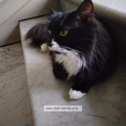 Photo de chat trouvé à Nice