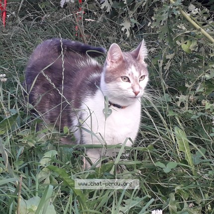 Photo 1/1 TITI Cassis Chat perdu à Ermont