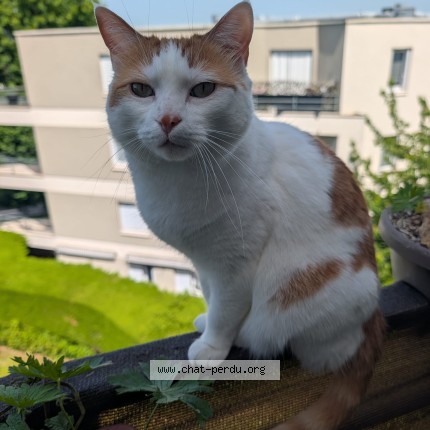 Photo 1/1 mulan Chat perdu à Parmain