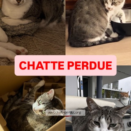 Photo 1/1 Una Chat perdu à Pau