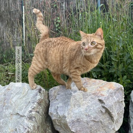 Photo 1/1 Siriu Chat perdu à Tours