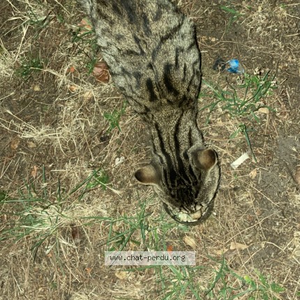 Photo 1/1 Chat trouvé Trouvé à Pessac