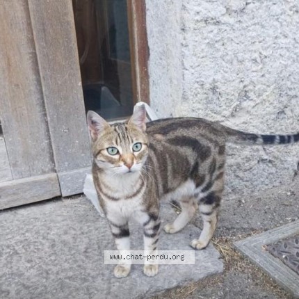 Photo 1/1 Chat trouvé Trouvé à Grenoble