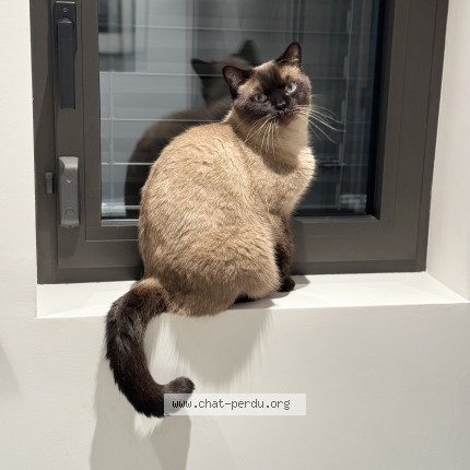 Photo 1/1 vison Chat perdu à Vandoeuvres