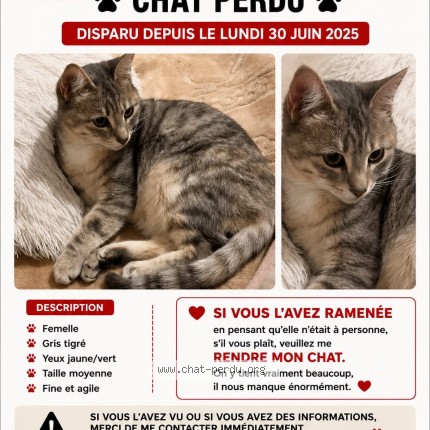 Photo de chat perdu à Marseille