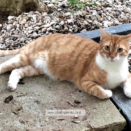 Photo 1/1 Topaze Chat perdu à Rueil Malmaison