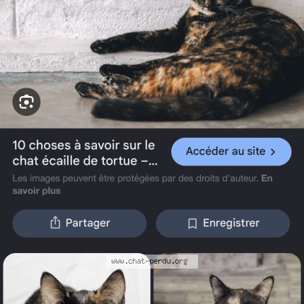 Photo 1/1 Chat trouvé Trouvé à Salaise Sur Sanne