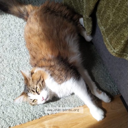 Photo de chat perdu à Nantes