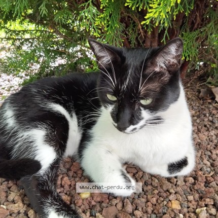 Photo de chat perdu à Orleans