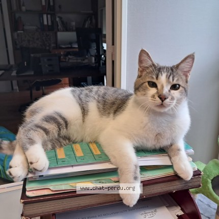 Photo 1/1 Chat retrouvé Perdu à Sevres Anxaumont