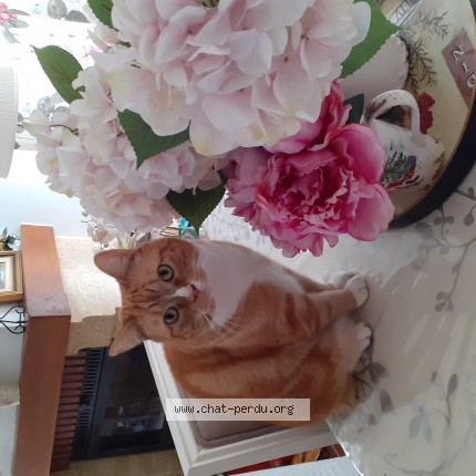 Photo de chat perdu à Erdeven