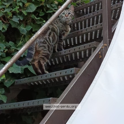 Photo 1/1 Chat trouvé Trouvé à Montreuil