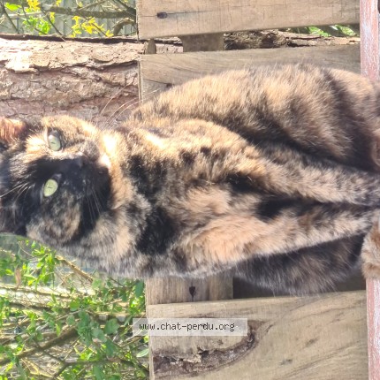 Photo 1/1 Rubis Chat perdu à Guerande