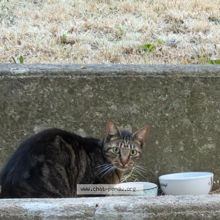 Photo 1/1 Chat trouvé Trouvé à Saintes