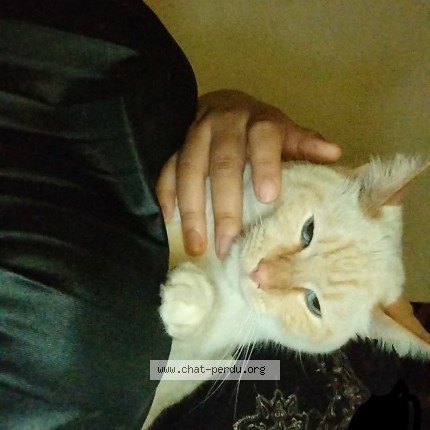 Photo de chat perdu à Rillieux La Pape