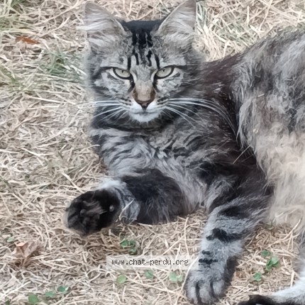 Photo 1/1 Chat retrouvé Perdu à Albi