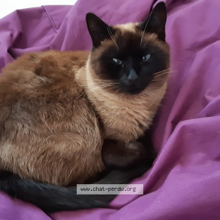 Photo de chat perdu à Toulouse