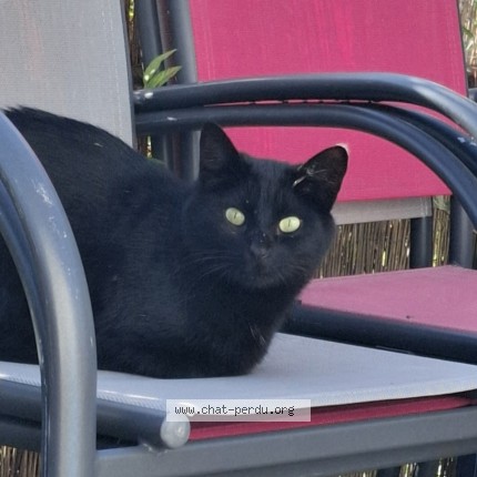 Photo de chat perdu à Elven