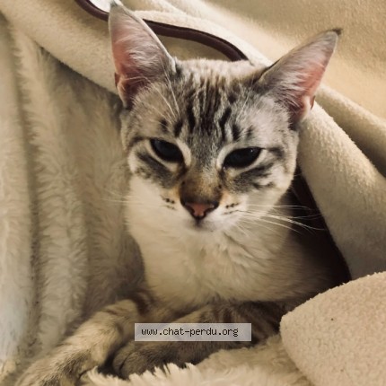Photo de chat perdu à La Tronche