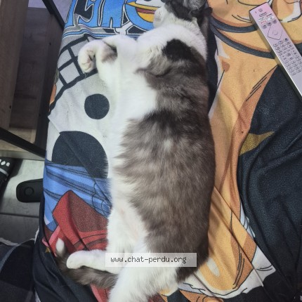 Photo 1/1 pepsi Chat perdu à Saint Nazaire