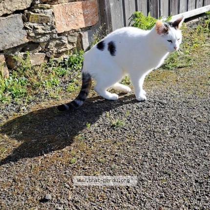 Photo 1/1 Chat retrouvé Perdu à Chatelain