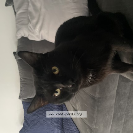 Photo de chat perdu à Faches Thumesnil