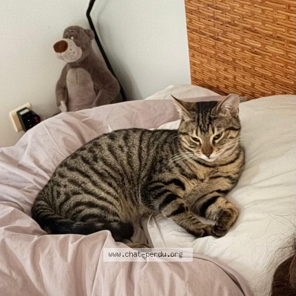 Photo 1/1 Gorgona Chat perdu à Bruxelles