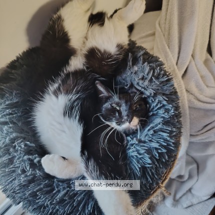 Photo de chat perdu à Malataverne