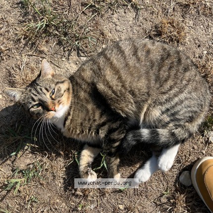 Photo de chat perdu à Riantec