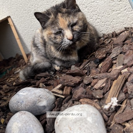 Photo 1/1 boubou Chat perdu à Darnetal